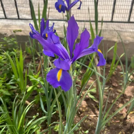Sunny House At Ancient Mycenae, Close To Nafplio! *