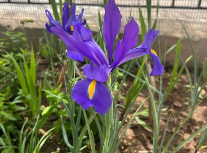 Sunny House At Ancient Mycenae, Close To Nafplio! *
